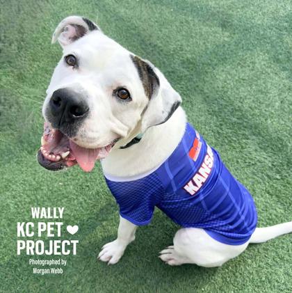 Wally, a Adoptable mixed breed in Kansas City, MO image 2/3