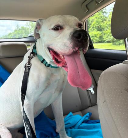 Wally, a Adoptable mixed breed in Kansas City, MO image 2/3