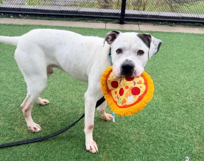 Wally, a Adoptable mixed breed in Kansas City, MO image 3/3