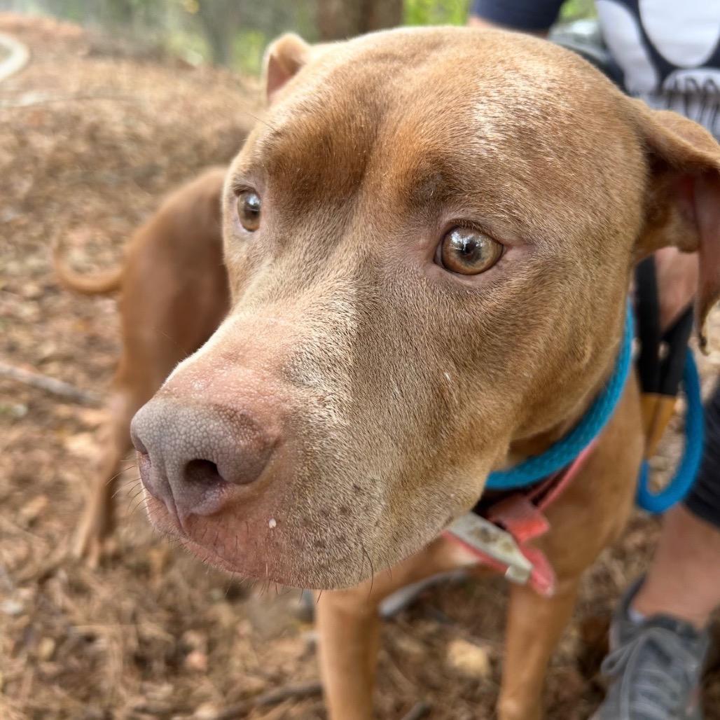 Enlarge Angelica 1060, a Adoptable Mixed Breed in Columbus, GA image 1/6