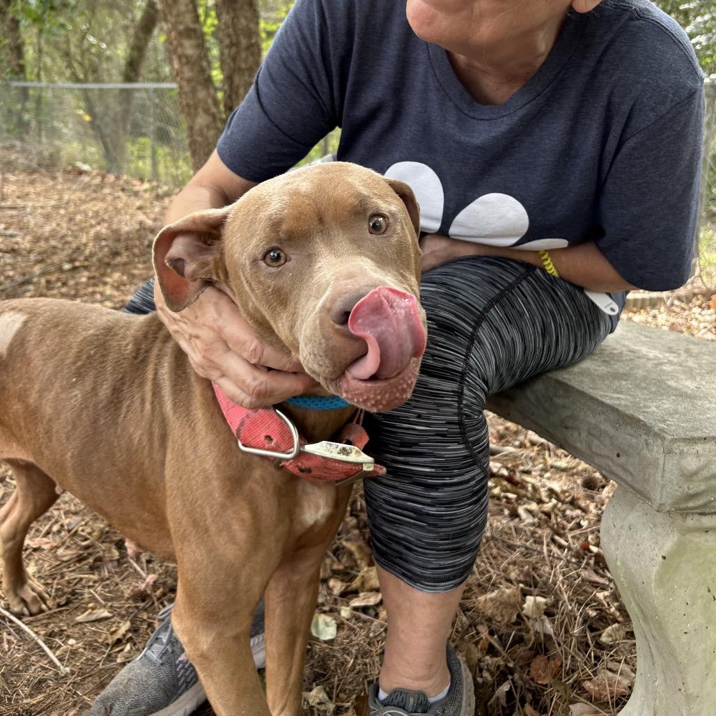 Enlarge Angelica 1060, a Adoptable Mixed Breed in Columbus, GA image 2/6