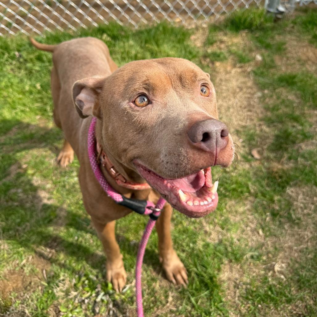 Enlarge Angelica 1060, a Adoptable Mixed Breed in Columbus, GA image 3/6
