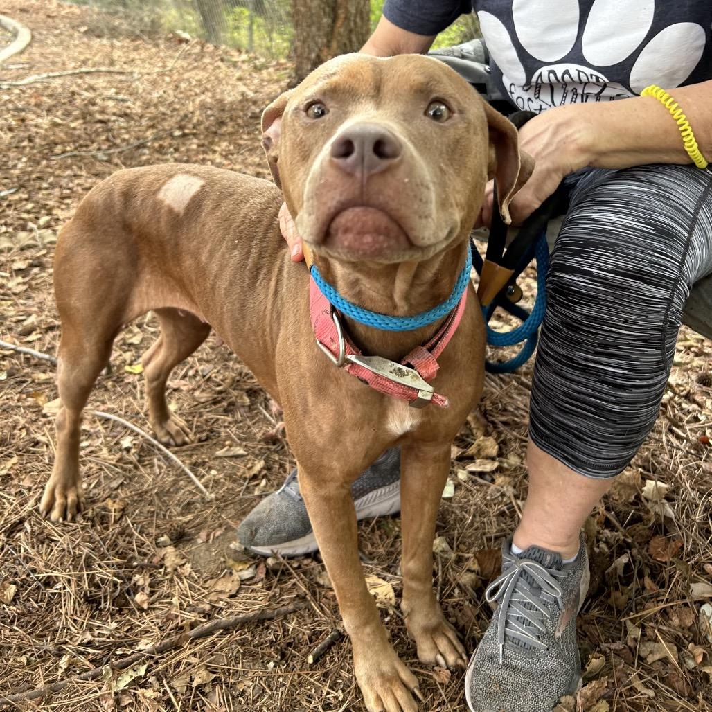 Enlarge Angelica 1060, a Adoptable Mixed Breed in Columbus, GA image 4/6