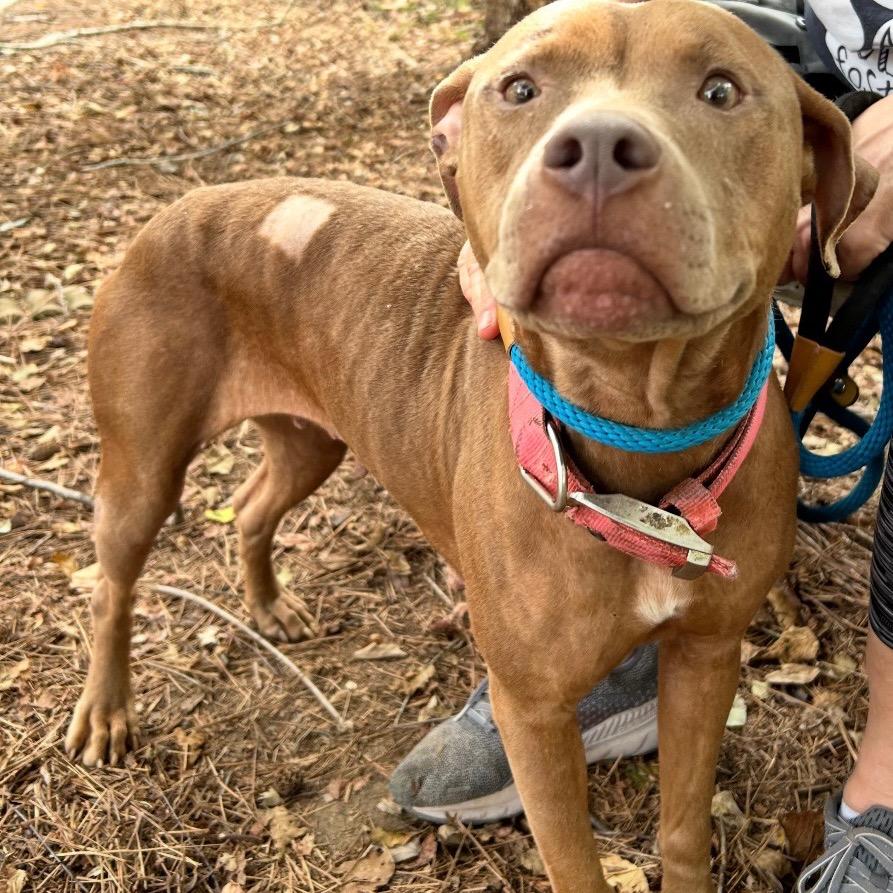 Enlarge Angelica 1060, a Adoptable Mixed Breed in Columbus, GA image 5/6