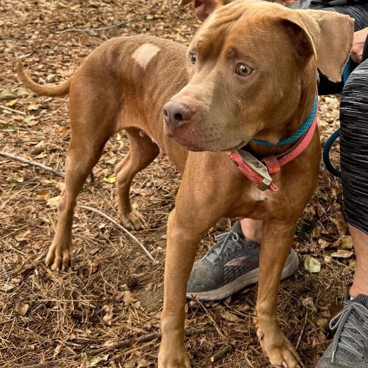 Enlarge Angelica 1060, a Adoptable Mixed Breed in Columbus, GA image 6/6