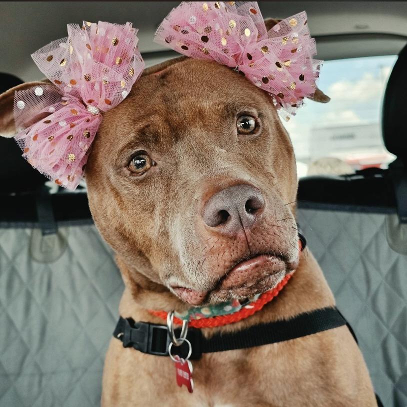 Angelica 1060, a Adoptable Mixed Breed in Columbus, GA image 6/6