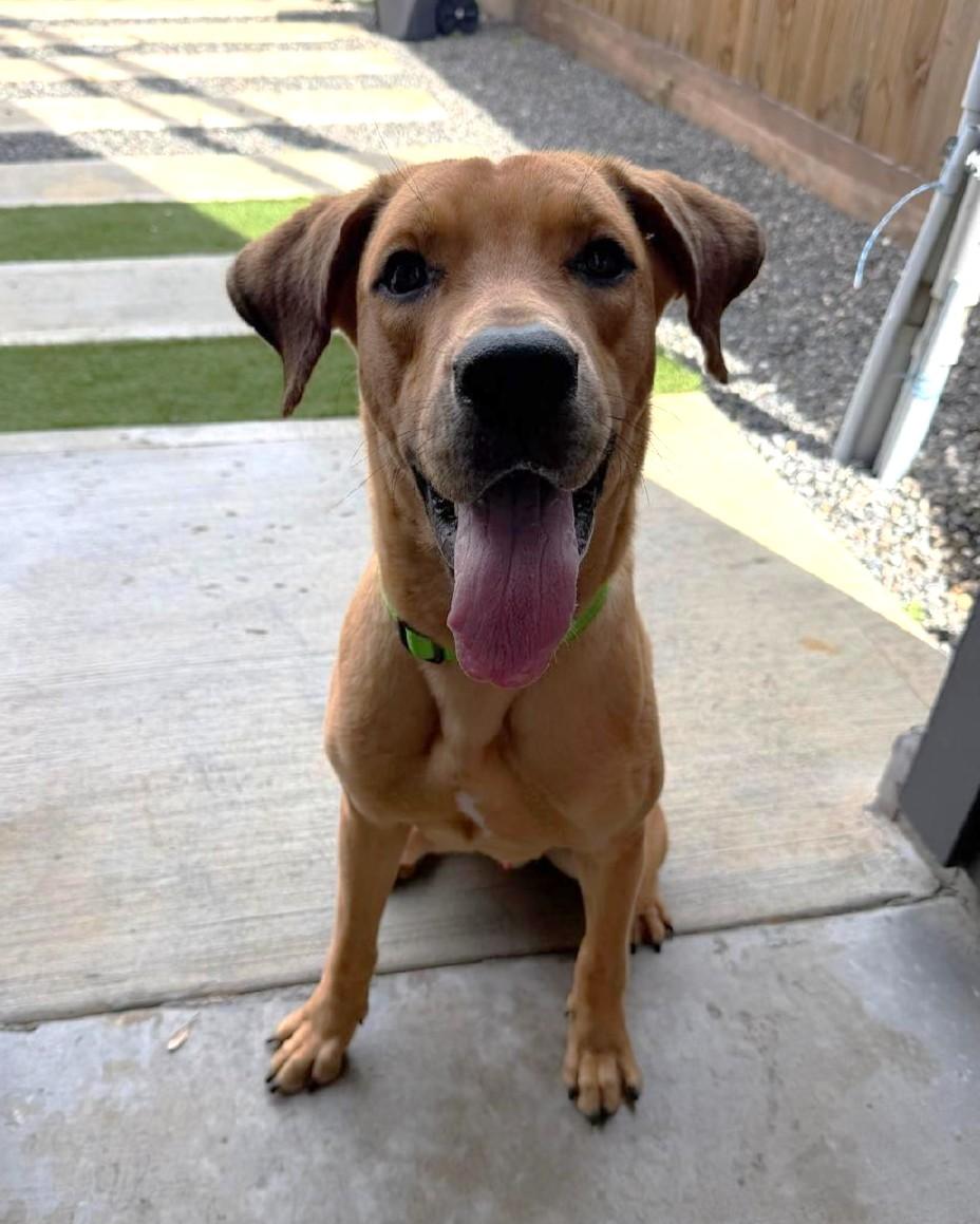 Enlarge Shaggy, a Adopted mixed breed in Houston, TX image 5/6