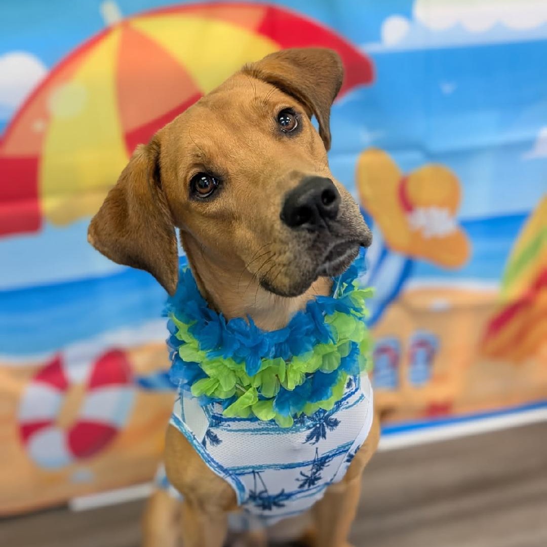Enlarge Shaggy, a Adopted mixed breed in Houston, TX image 2/6