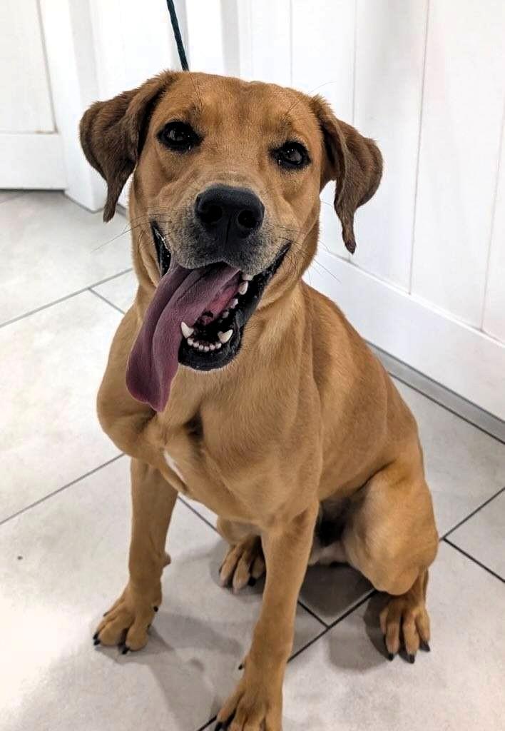 Enlarge Shaggy, a Adopted mixed breed in Houston, TX image 4/6