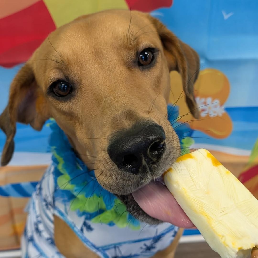 Enlarge Shaggy, a Adopted mixed breed in Houston, TX image 3/6