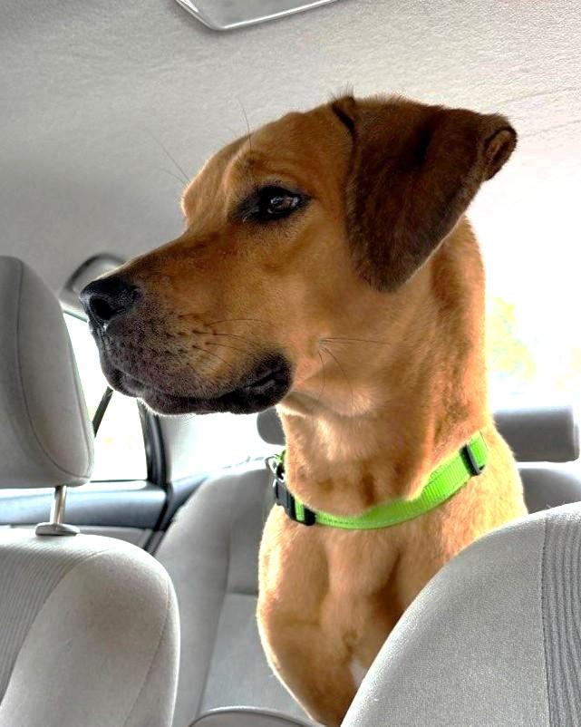 Enlarge Shaggy, a Adopted mixed breed in Houston, TX image 6/6