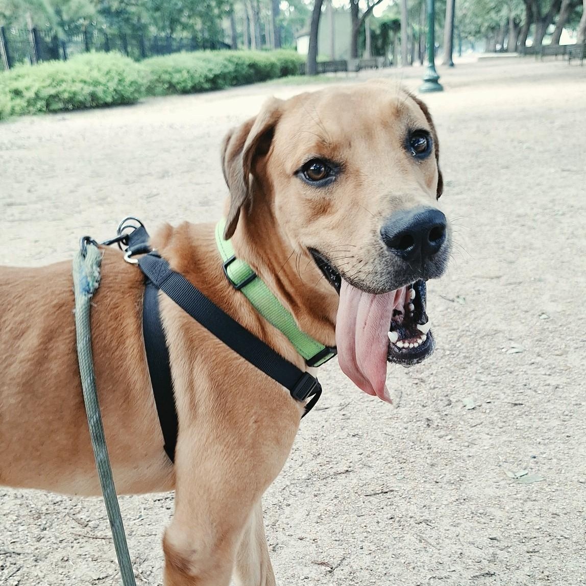 Enlarge Shaggy, a Adopted mixed breed in Houston, TX image 1/6