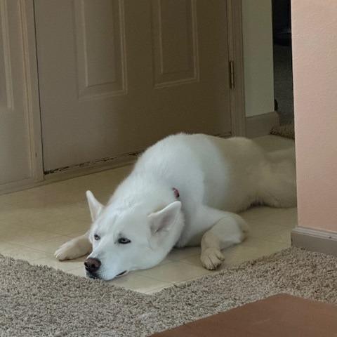 Sergei, Adoptable, Adult Male Husky.