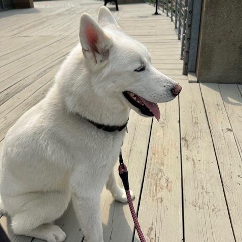 Enlarge Sergei, a Adoptable mixed breed in Tulsa, OK image 4/6