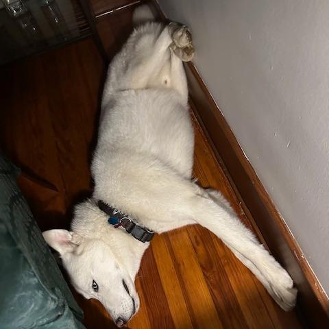 Enlarge Sergei, a Adoptable mixed breed in Tulsa, OK image 5/6