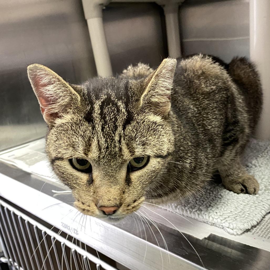 Rodriguez, Adoptable, Adult Male Domestic Medium Hair.