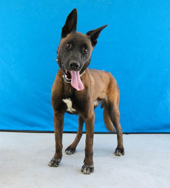 PRINCE ADAM, Adoptable, Adult Male Belgian Shepherd / Malinois.