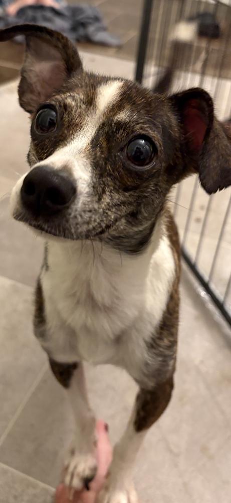 Enlarge Grace, a Adopted mixed breed in Irwin, PA image 1/4