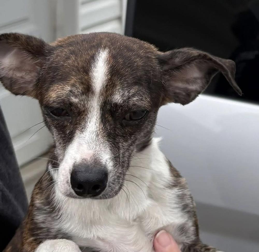 Enlarge Grace, a Adopted mixed breed in Irwin, PA image 3/4