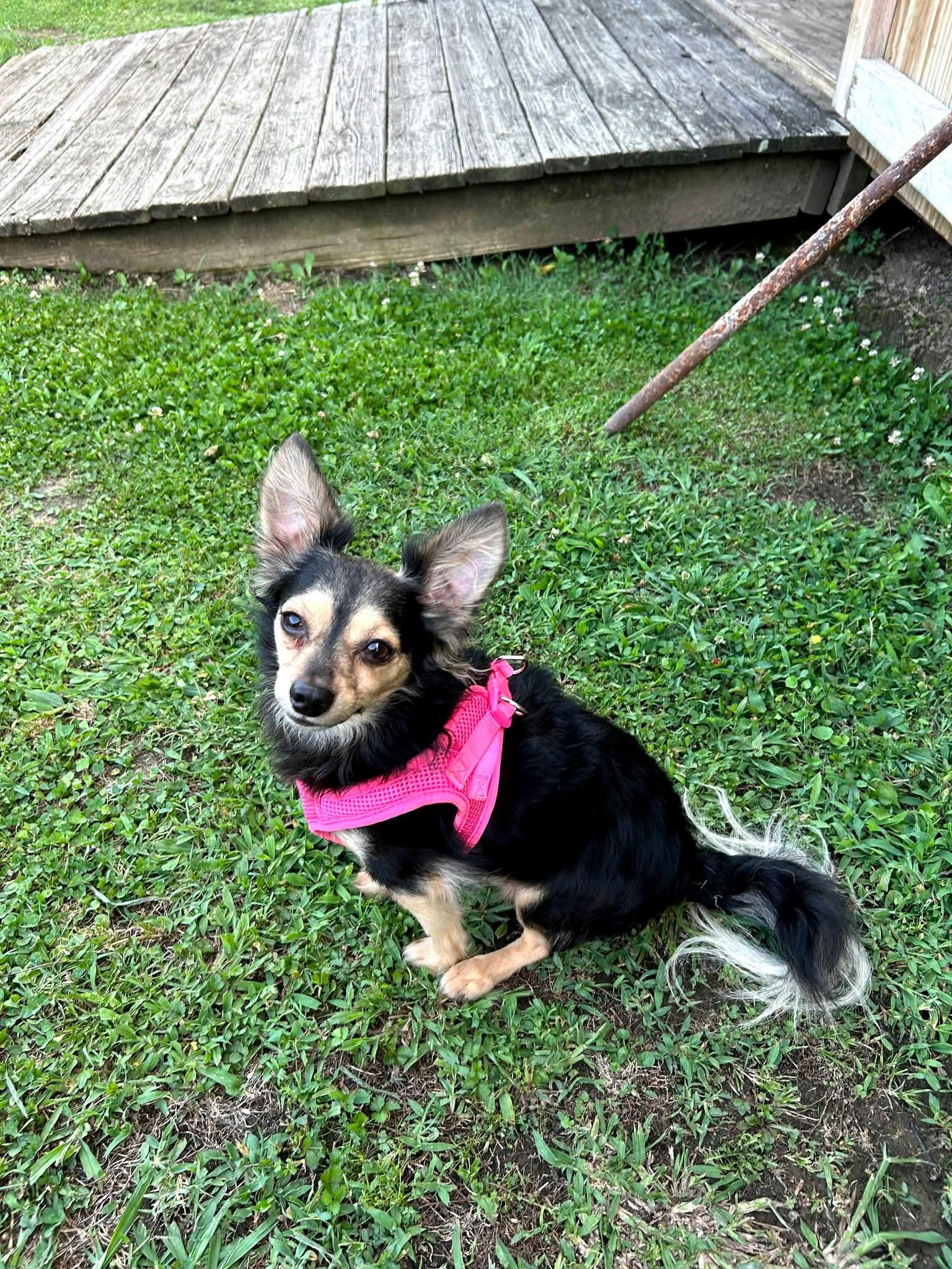Woo, ADOPTABLE, Adult Male Chihuahua.