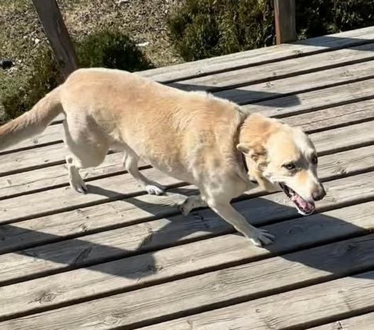 Enlarge Zoe, a ADOPTABLE mixed breed in Winnipeg, MB image 1/2