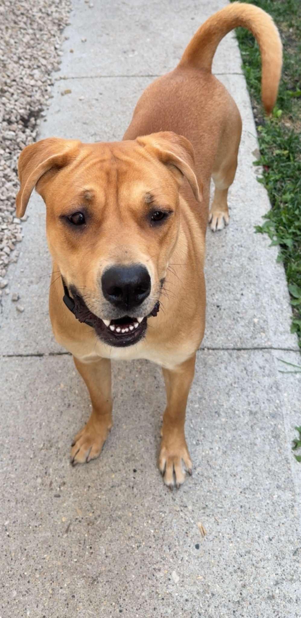 Zoe, ADOPTABLE, Young Female Boxer & Cane Corso.