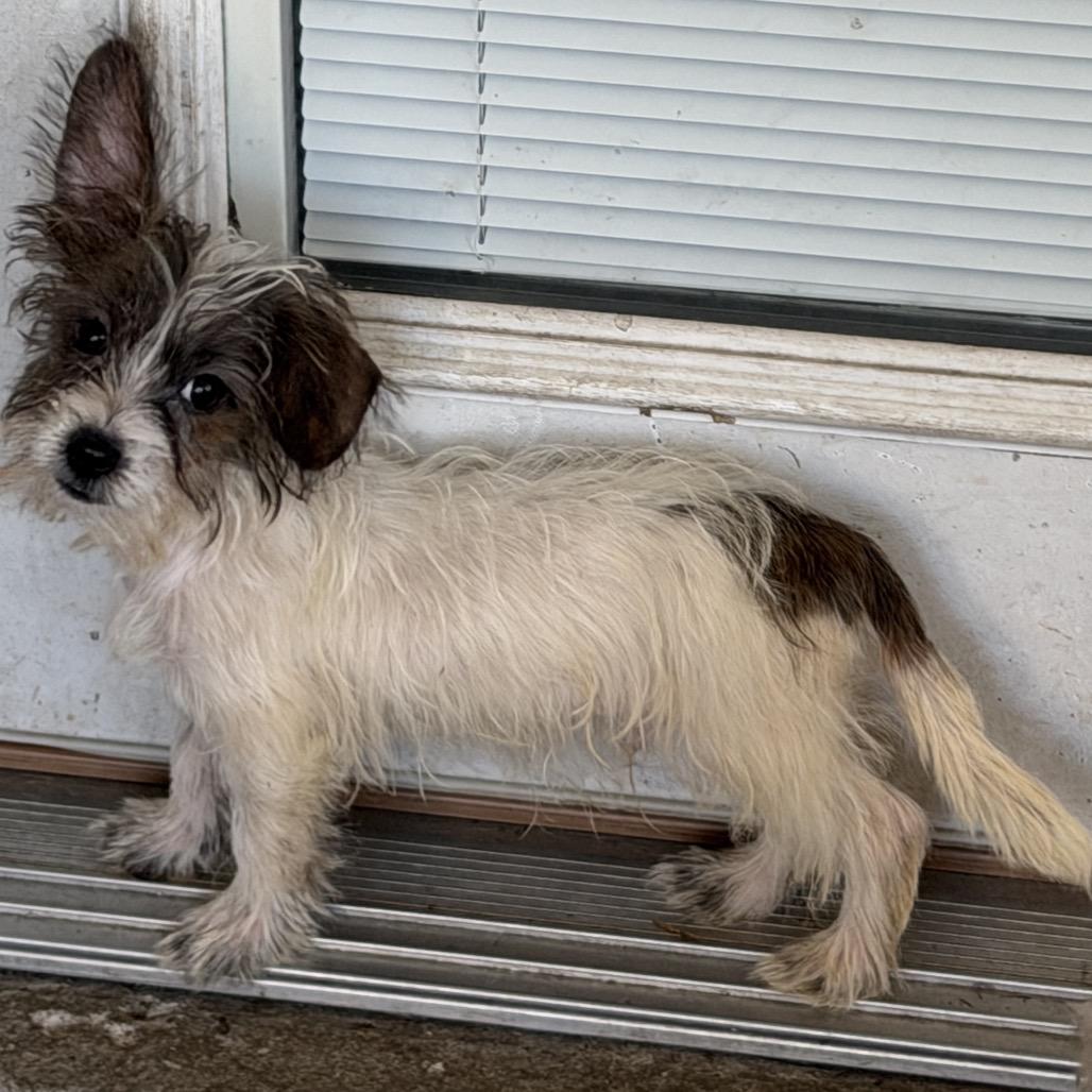 Enlarge Milkbone (Benefactor Puppy), a Adopted mixed breed in New Orleans, LA image 5/6