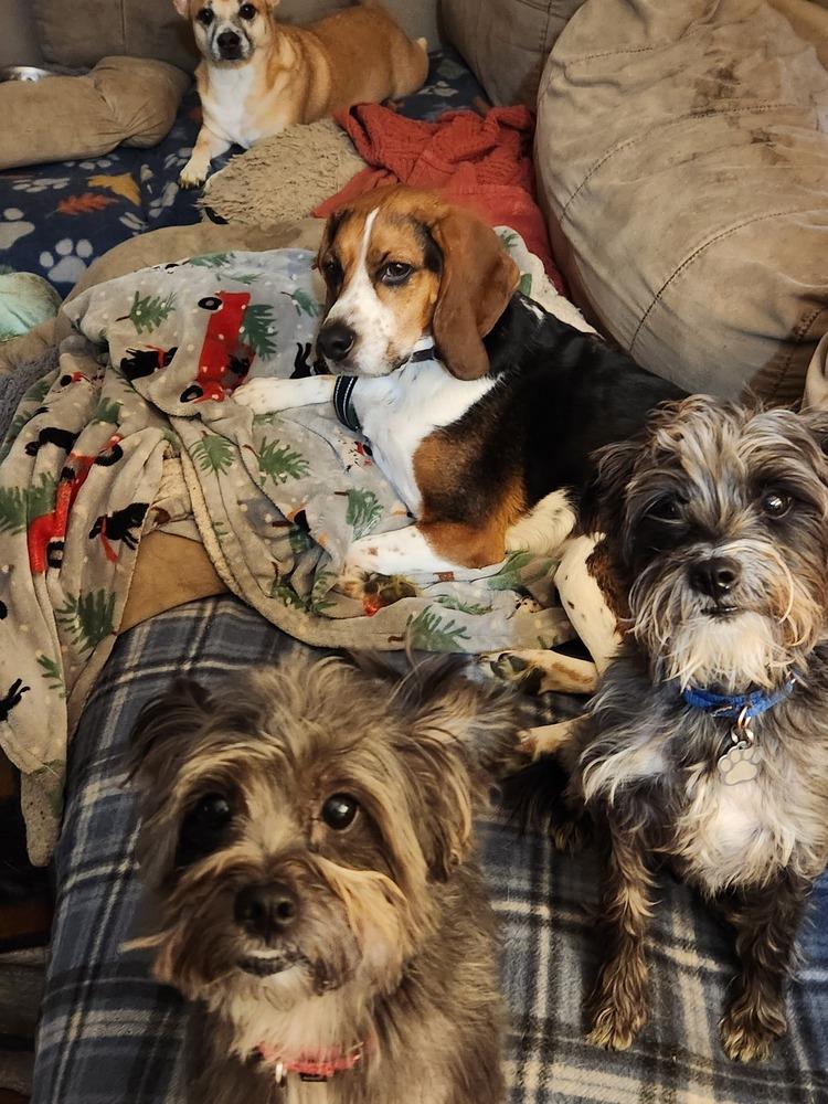 981 (Lulu), Adoptable, Adult Female Yorkshire Terrier.