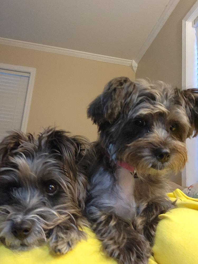 Enlarge 981 (Lulu), a Adoptable mixed breed in Plymouth, MI image 2/6