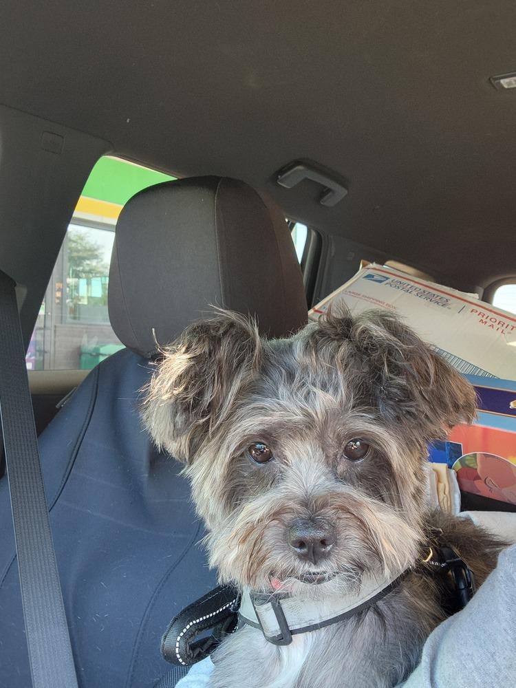 Enlarge 981 (Lulu), a Adoptable mixed breed in Plymouth, MI image 3/6
