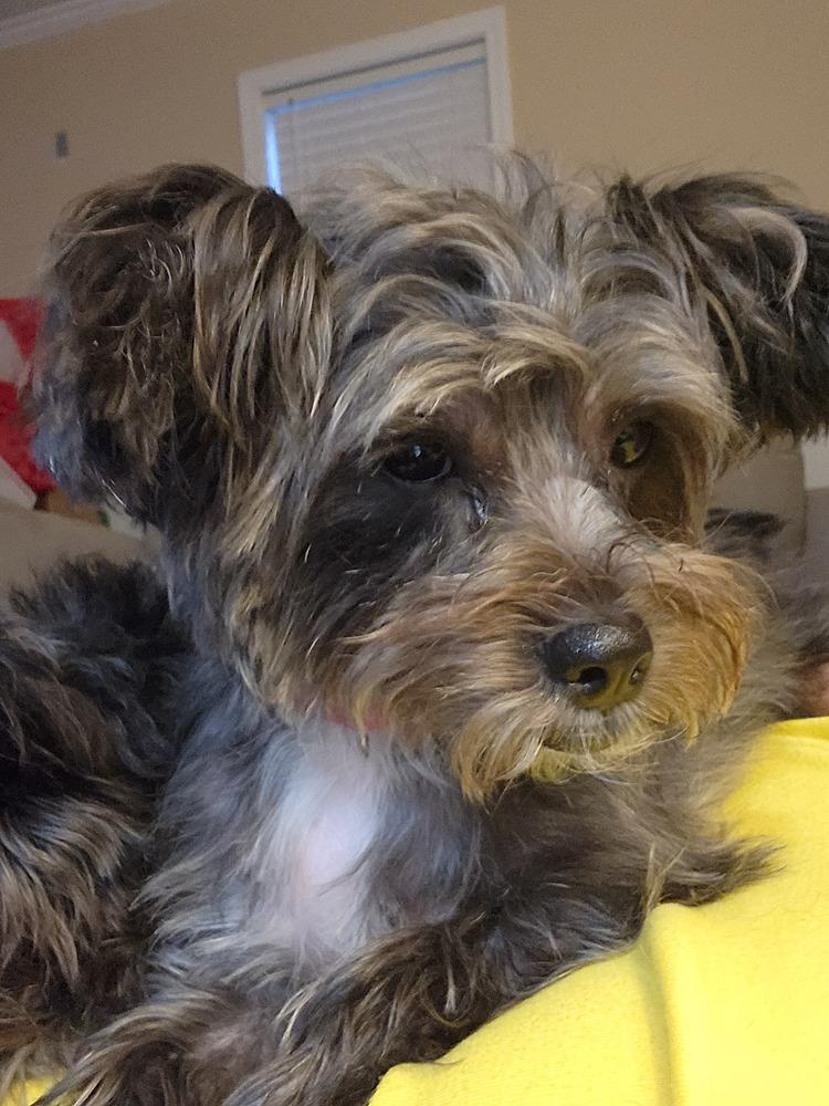 Enlarge 981 (Lulu), a Adoptable mixed breed in Plymouth, MI image 4/6