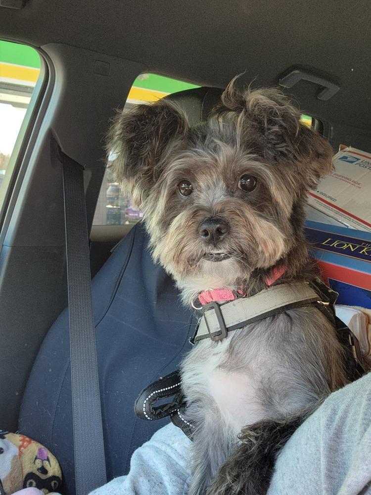 Enlarge 981 (Lulu), a Adoptable mixed breed in Plymouth, MI image 5/6