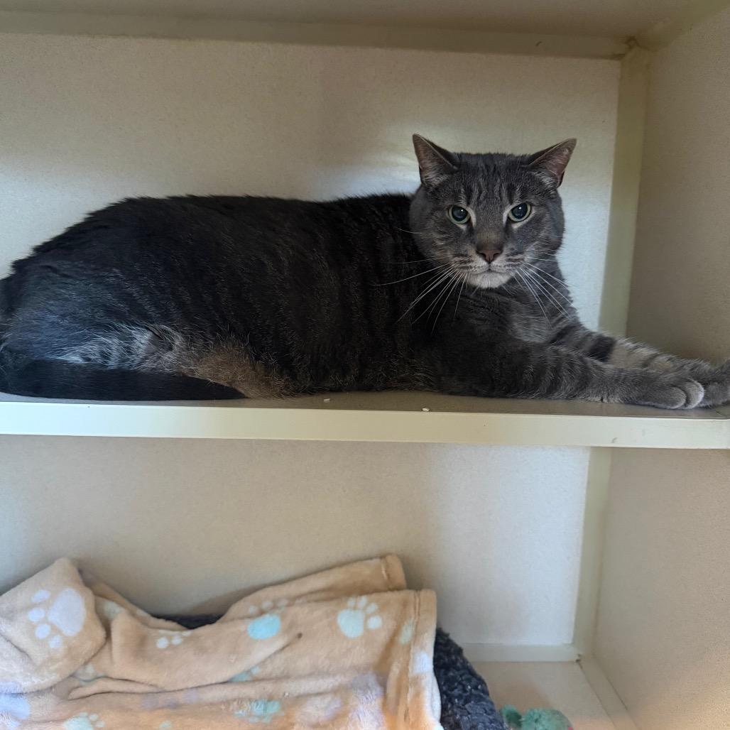 Gabriel, Adoptable, Adult Male Domestic Short Hair.