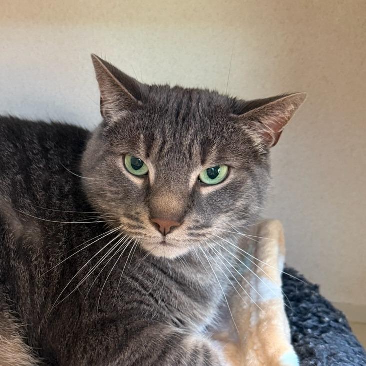 Enlarge Gabriel, a Adoptable Domestic Short Hair in Calverton, NY image 2/3