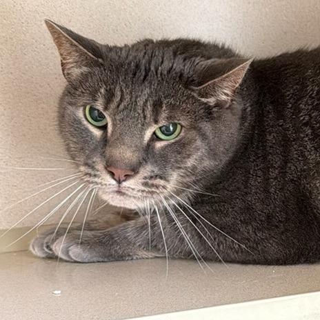 Enlarge Gabriel, a Adoptable Domestic Short Hair in Calverton, NY image 3/3
