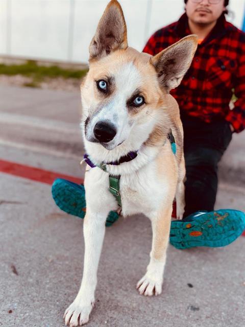 HUSK, Adoptable, Adult Male Siberian Husky.