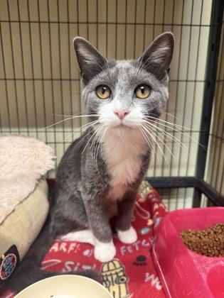 Jekyll, Adoptable, Young Male Domestic Short Hair & Domestic Short Hair.