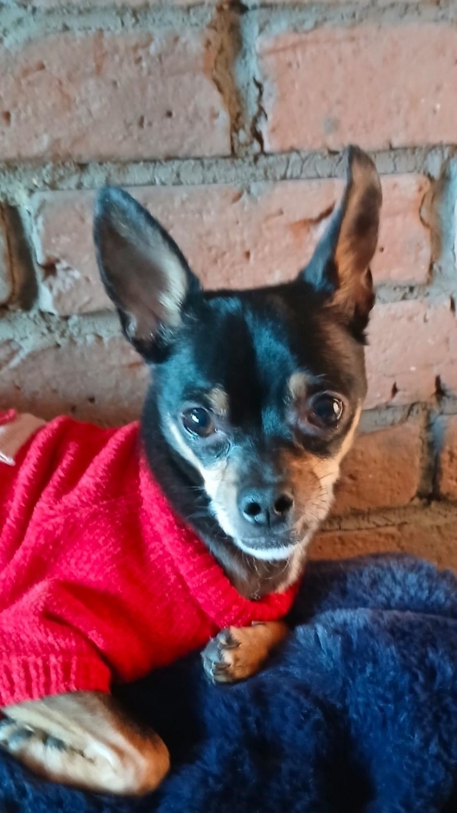 Enlarge Jackson, a ADOPTABLE mixed breed in Toronto, ON image 5/6