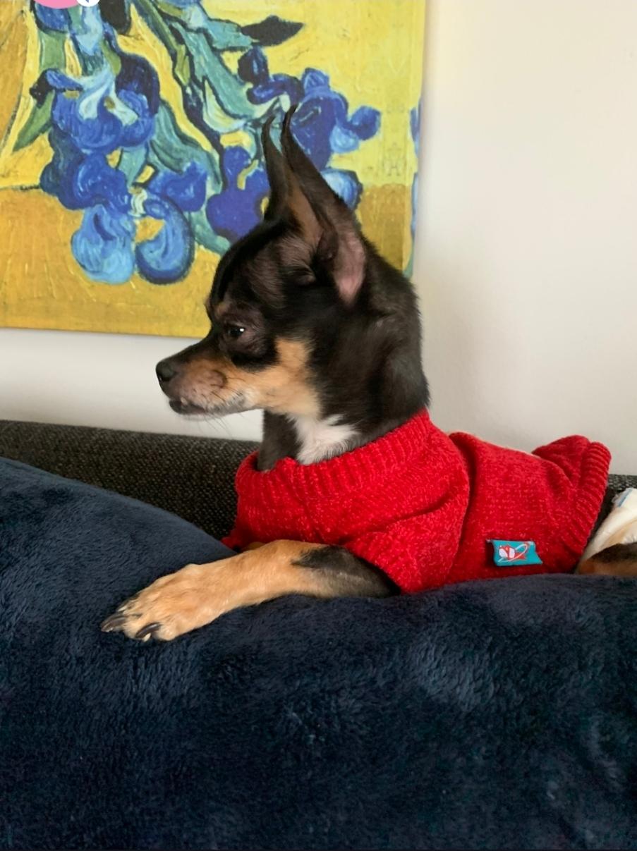 Enlarge Jackson, a ADOPTABLE Chihuahua in Toronto, ON image 1/6