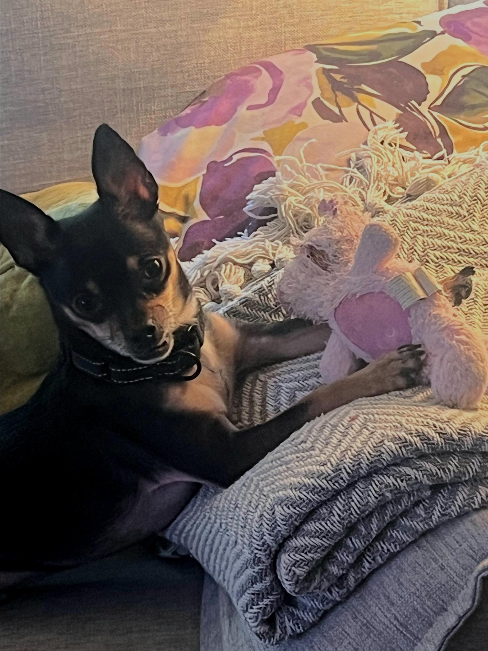 Enlarge Jackson, a ADOPTABLE mixed breed in Toronto, ON image 1/6