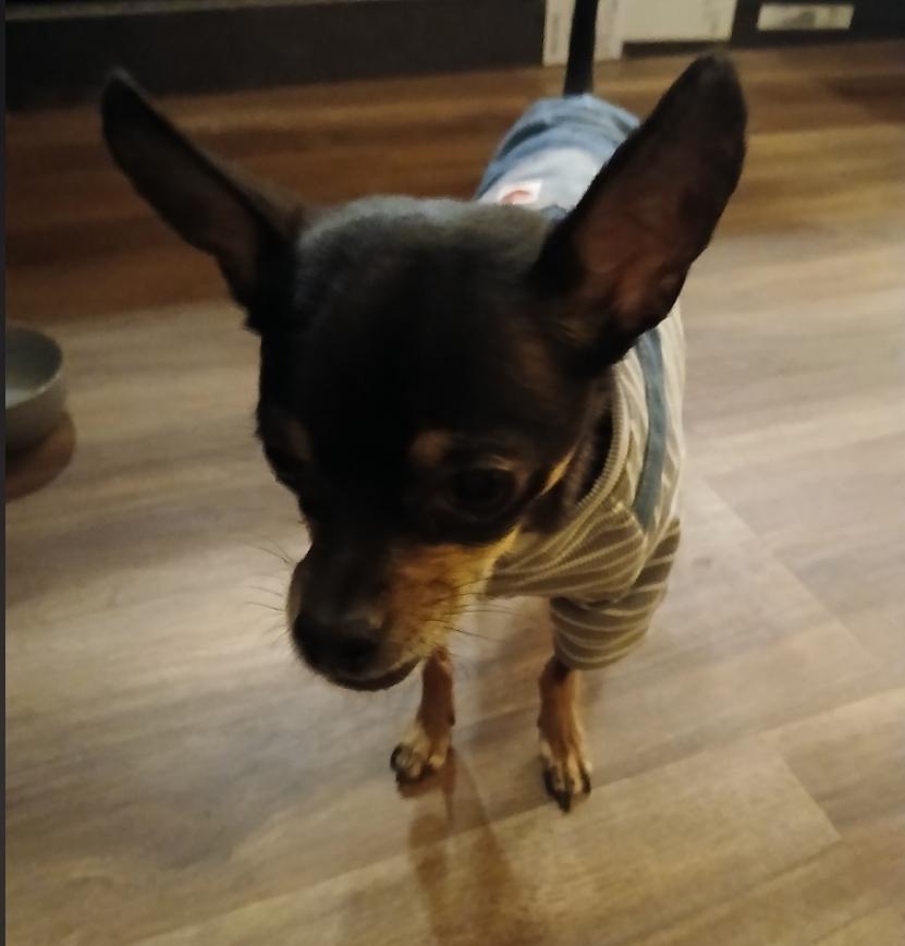Enlarge Jackson, a ADOPTABLE Chihuahua in Toronto, ON image 3/6