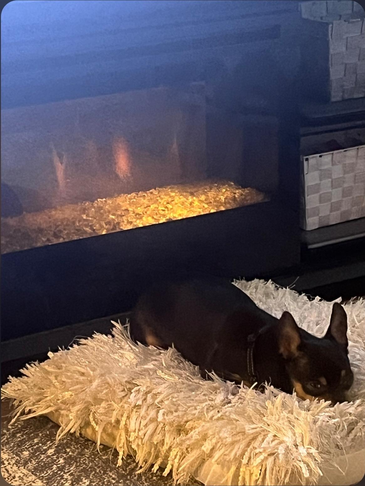 Enlarge Jackson, a ADOPTABLE mixed breed in Toronto, ON image 4/6