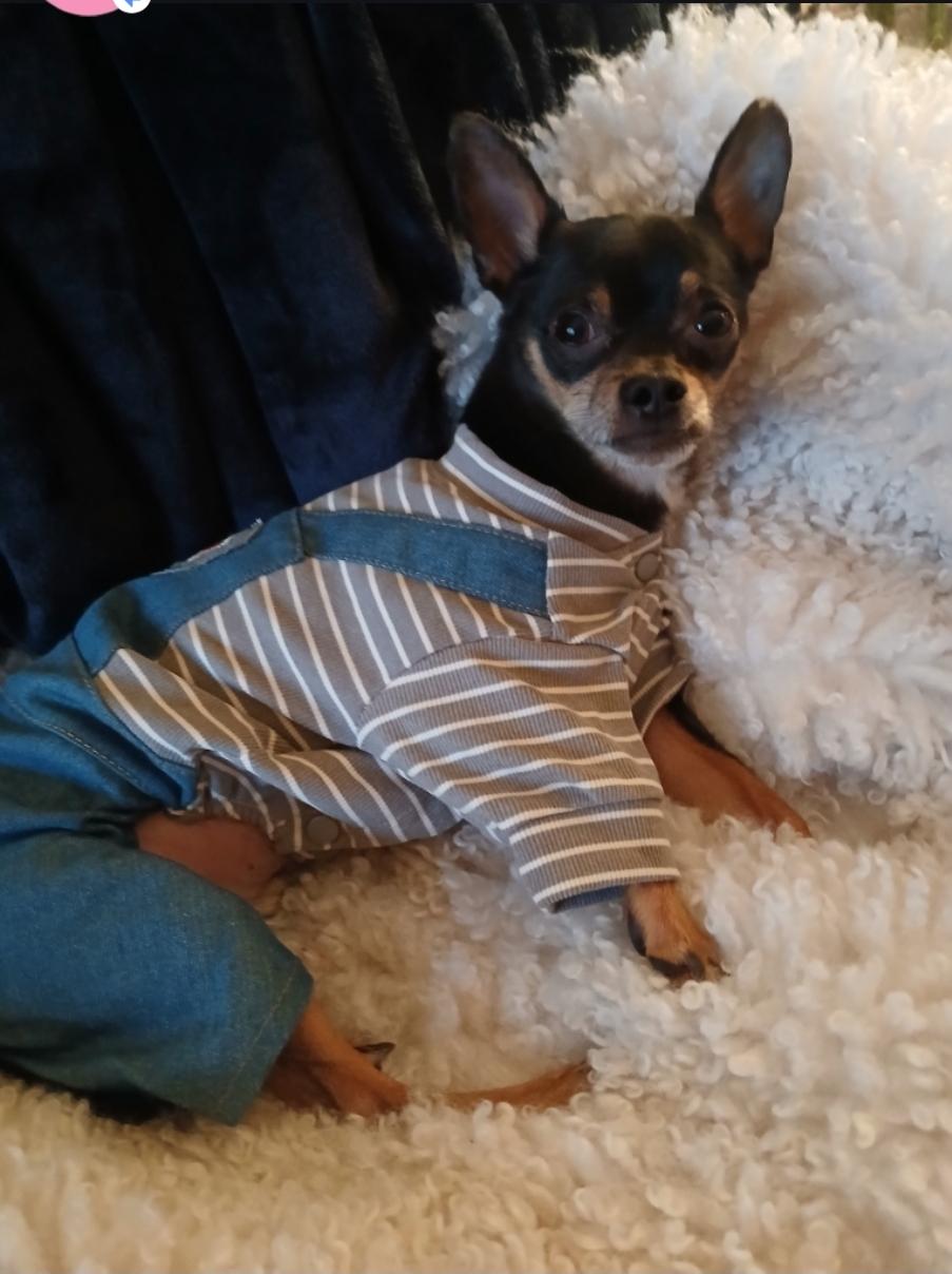 Enlarge Jackson, a ADOPTABLE Chihuahua in Toronto, ON image 2/6