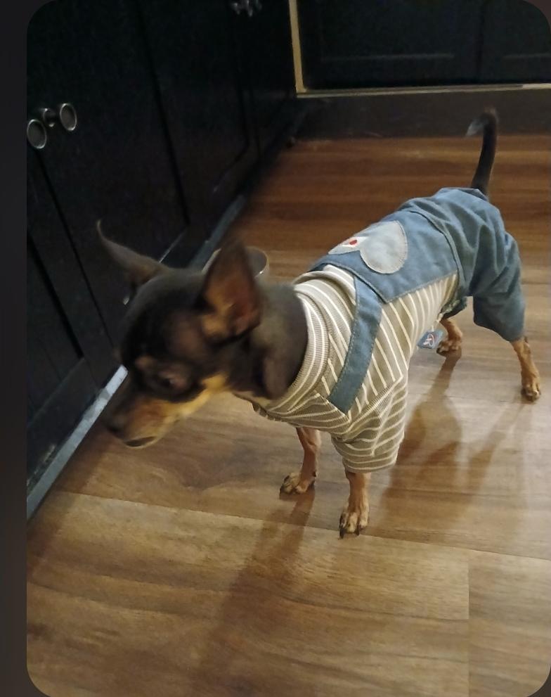 Enlarge Jackson, a ADOPTABLE Chihuahua in Toronto, ON image 6/6