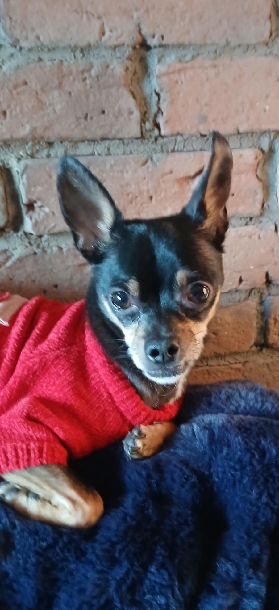 Enlarge Jackson, a ADOPTABLE Chihuahua in Toronto, ON image 4/6