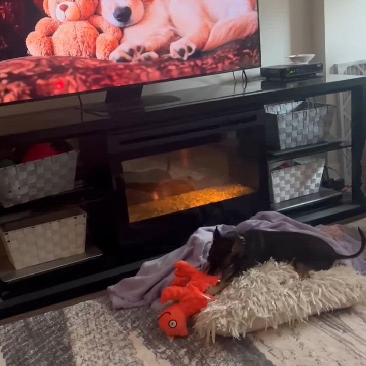 Enlarge Jackson, a ADOPTABLE mixed breed in Toronto, ON video 6/6