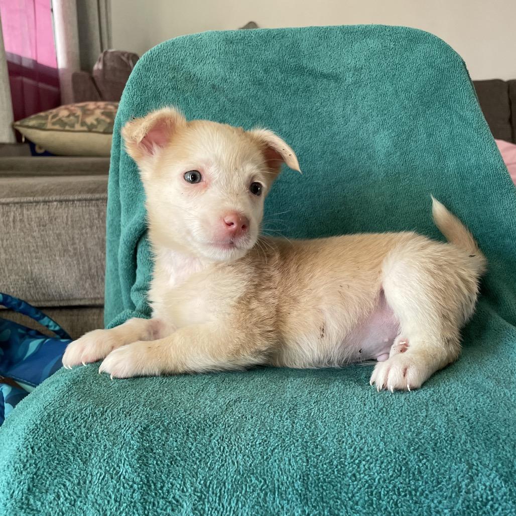 Finn, Adoptable, Puppy Male Border Collie.