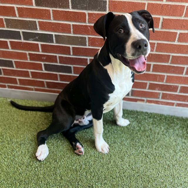 PONY BOY CURTIS, Adoptable, Young Male Mixed Breed.