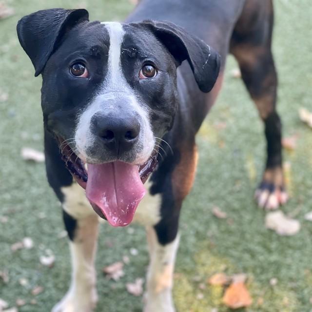 PONY BOY CURTIS, Adoptable, Young Male Mixed Breed.