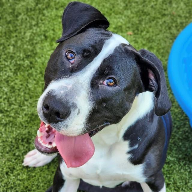 PONY BOY CURTIS, Adoptable, Young Male Mixed Breed.